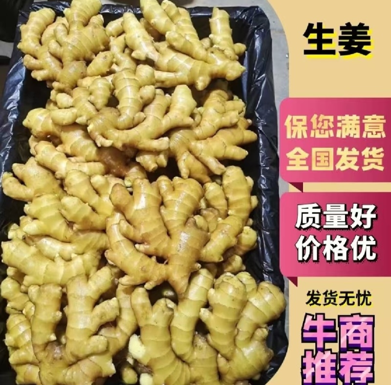 【精品生姜】产地直发【保质保量】诚信经营【诚实守信】量大
