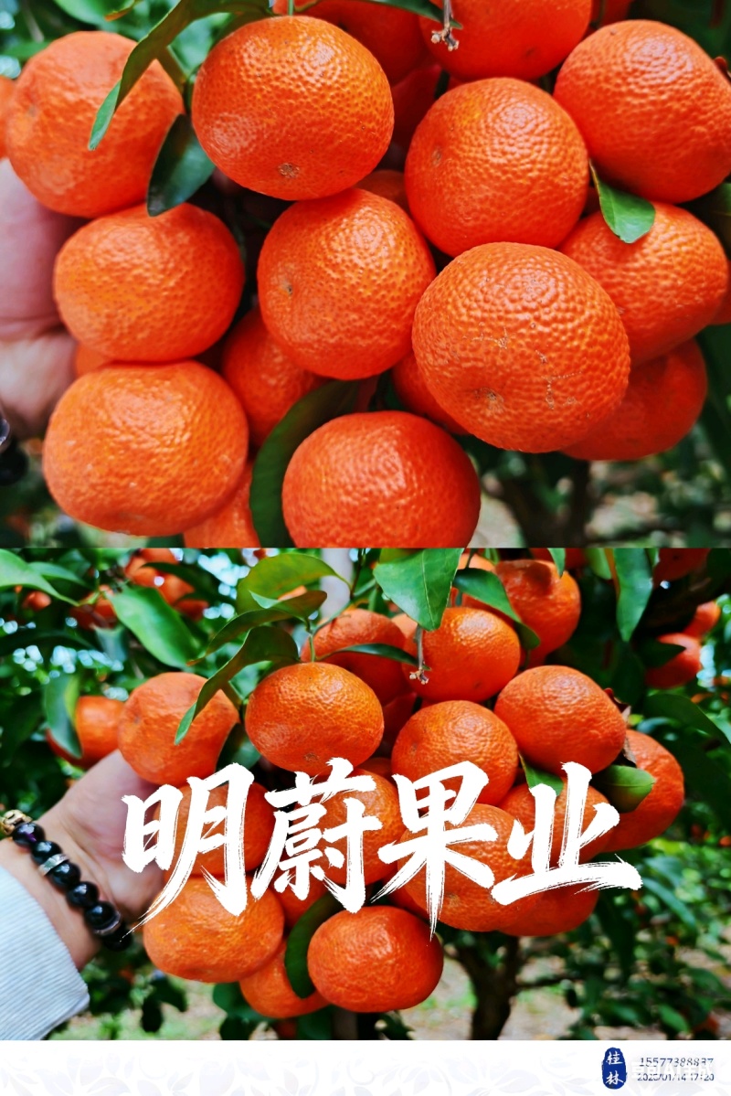 广西沙糖桔中偏大产地大量供应中欢迎各地客商产地对接