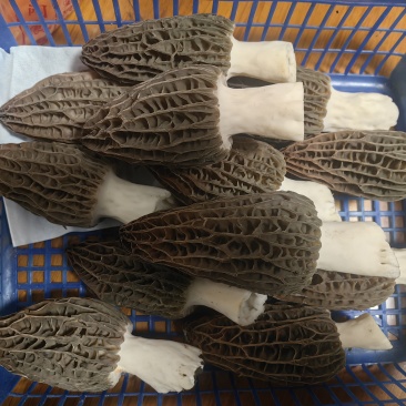 四川新鲜头茬精品羊肚菌
