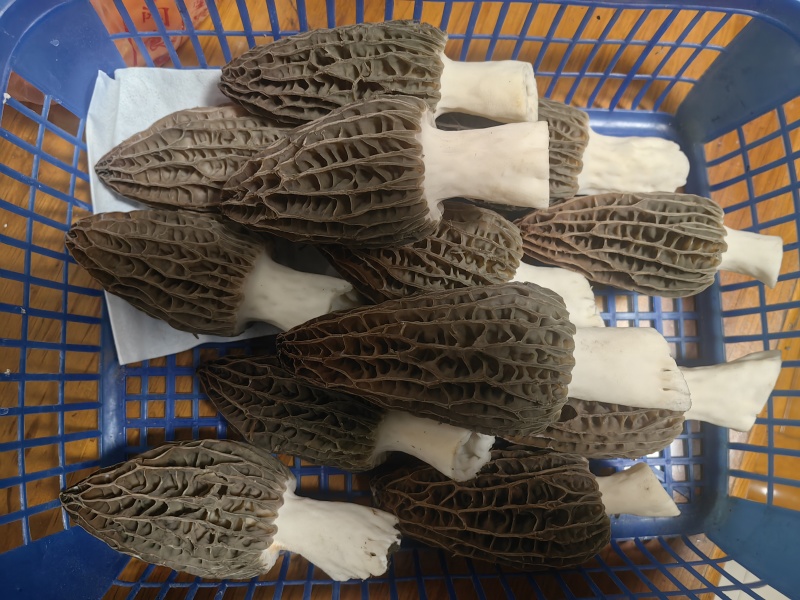 四川新鲜头茬精品羊肚菌