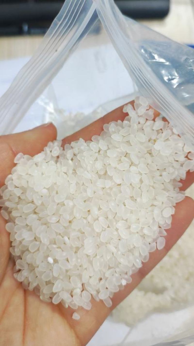 东北珍珠米“新”天花板