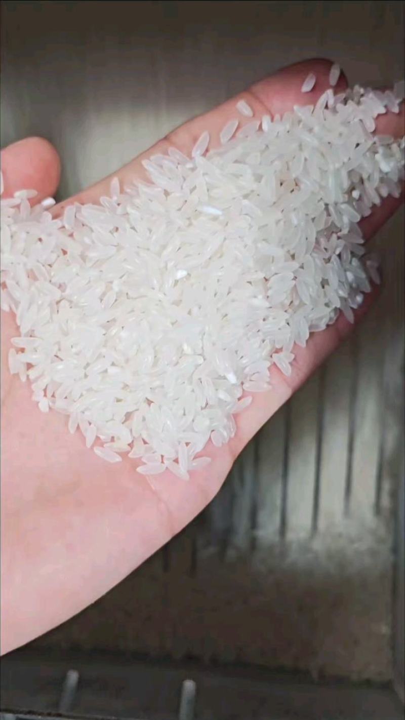 五常寒地长粒香中高端餐饮专用大米