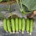 清甜水果黄瓜种子甜脆清香味浓强雌型水果黄瓜种籽