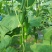 碧玉强雌黄瓜种子节节有瓜甜脆无刺瘤果型顺直美观四季蔬菜种
