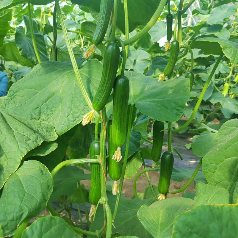 碧玉强雌黄瓜种子节节有瓜甜脆无刺瘤果型顺直美观四季蔬菜种
