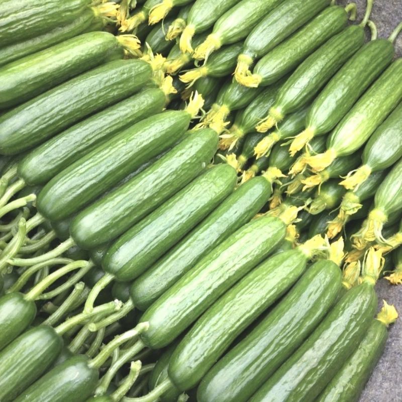 碧玉强雌黄瓜种子节节有瓜甜脆无刺瘤果型顺直美观四季蔬菜种