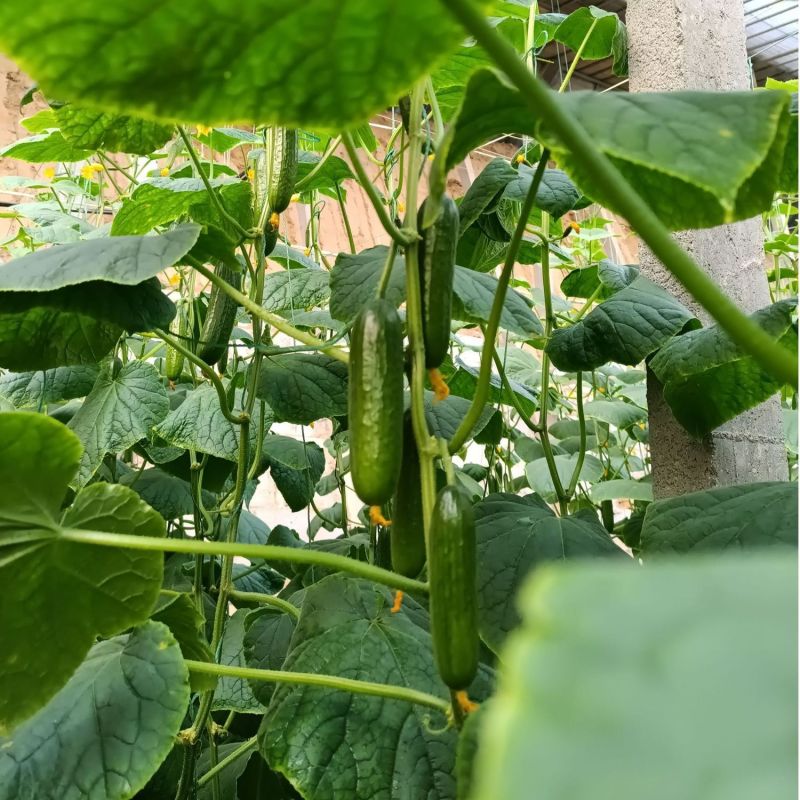 碧玉强雌黄瓜种子节节有瓜甜脆无刺瘤果型顺直美观四季蔬菜种