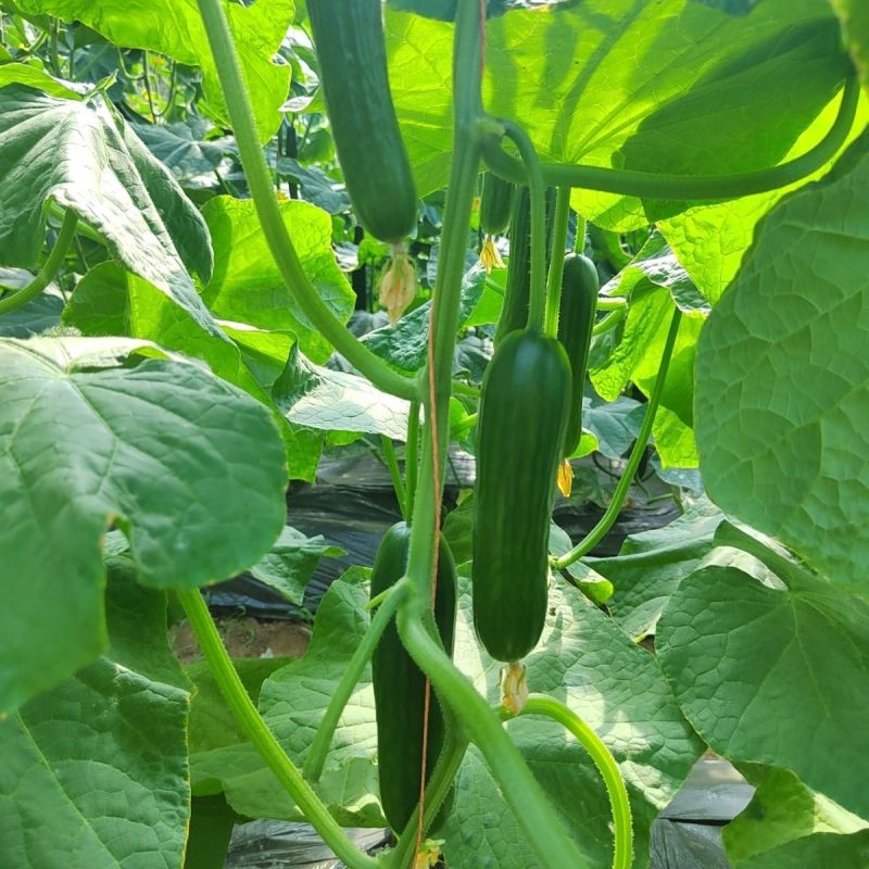 碧玉强雌黄瓜种子节节有瓜甜脆无刺瘤果型顺直美观四季蔬菜种