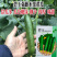 碧玉强雌黄瓜种子节节有瓜甜脆无刺瘤果型顺直美观四季蔬菜种