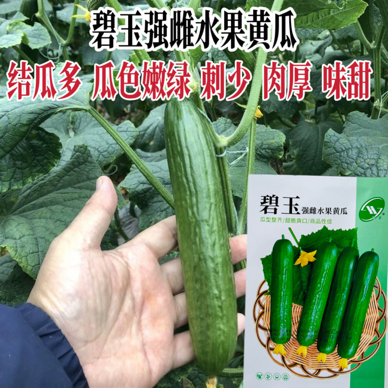 碧玉强雌黄瓜种子节节有瓜甜脆无刺瘤果型顺直美观四季蔬菜种