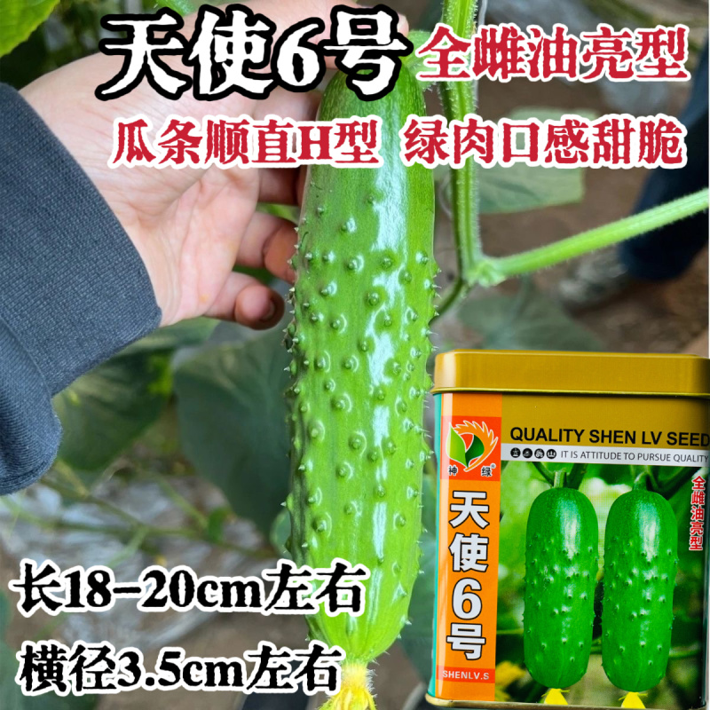 天使6号水果黄瓜种子全雌油绿甜脆早熟高产商品性佳农家春秋