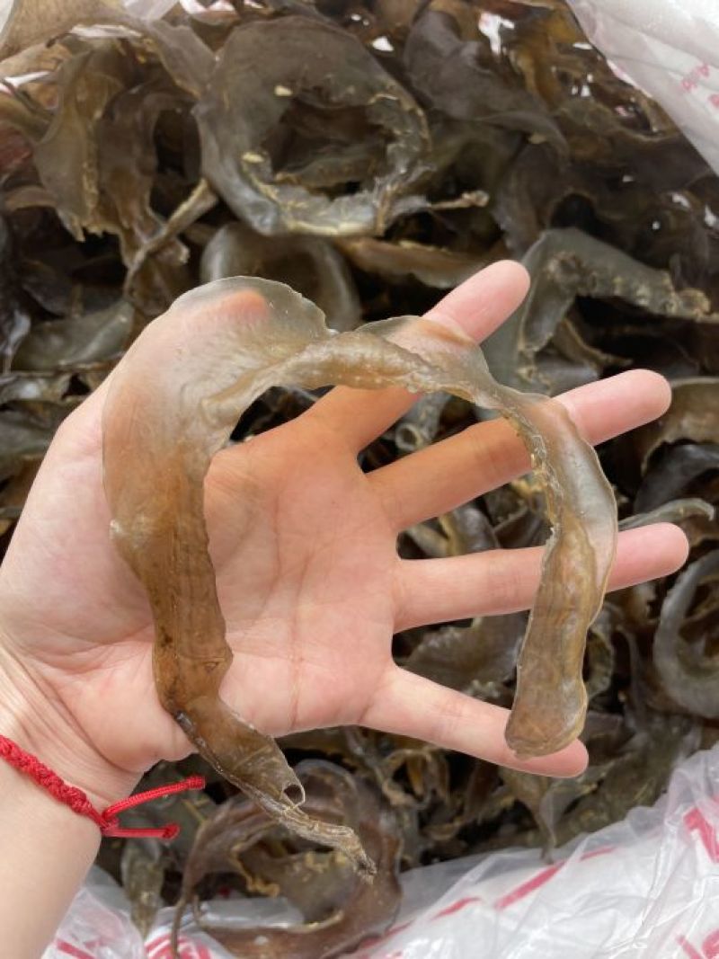 水鱼裙边、甲鱼裙边，足干，干净无骨肉质通透，红烧煲汤都可