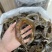 水鱼裙边、甲鱼裙边，足干，干净无骨肉质通透，红烧煲汤都可