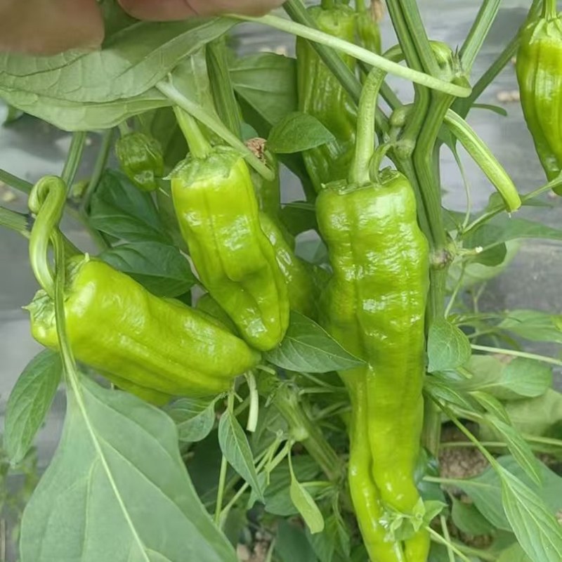蔬菜
