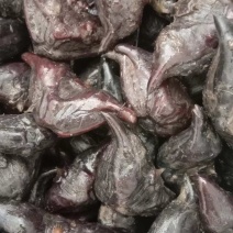 红菱牛角菱春节后还有货需要的老板提前联系。