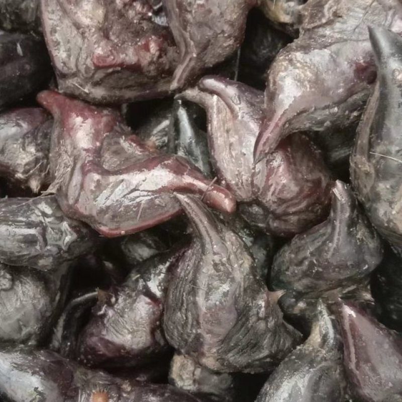 红菱牛角菱春节后还有货需要的老板提前联系。