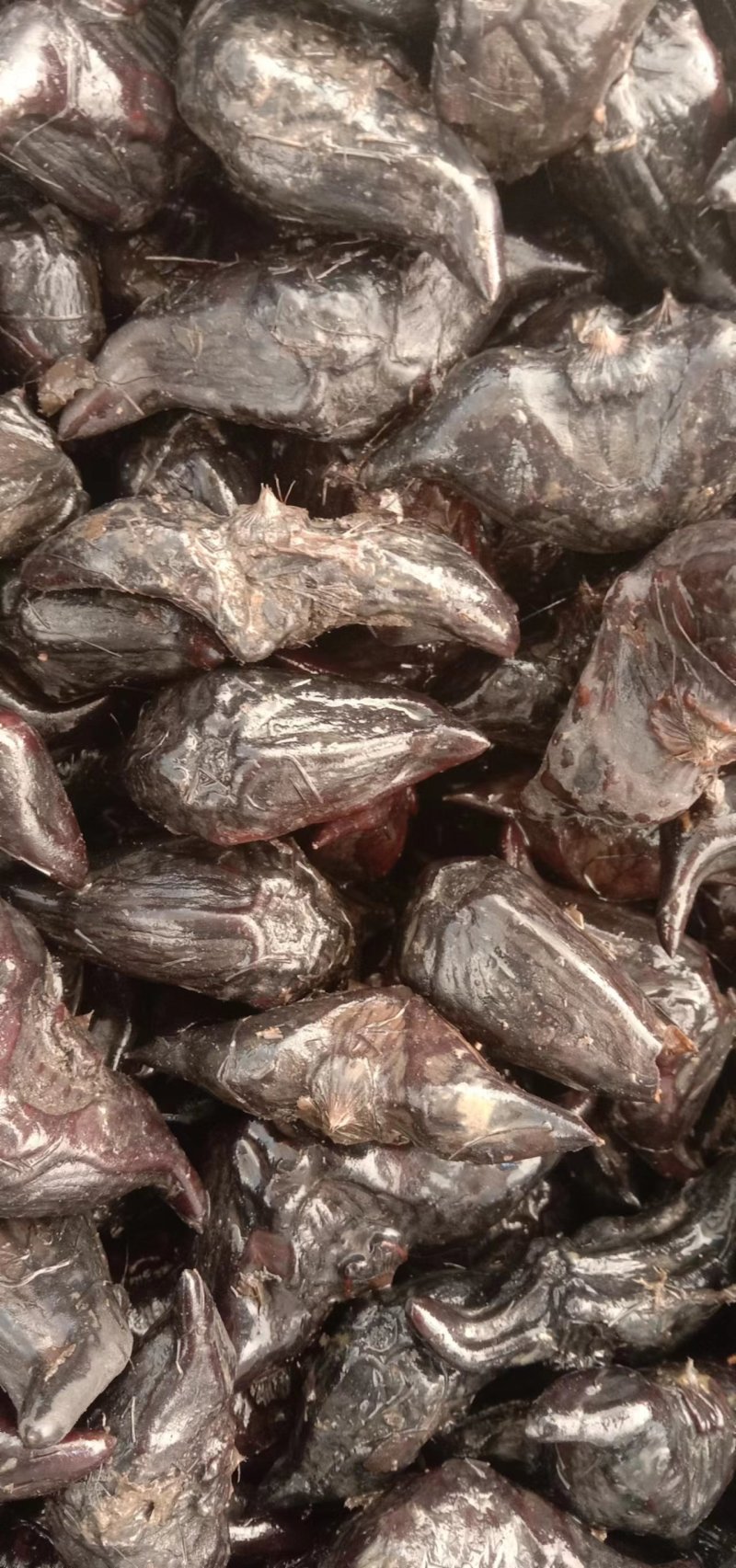 红菱牛角菱春节后还有货需要的老板提前联系。