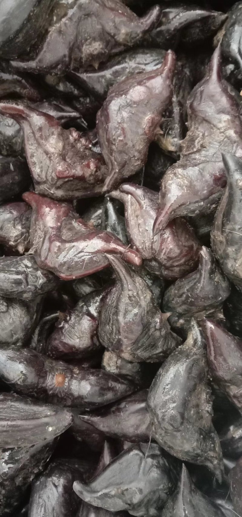 红菱牛角菱春节后还有货需要的老板提前联系。