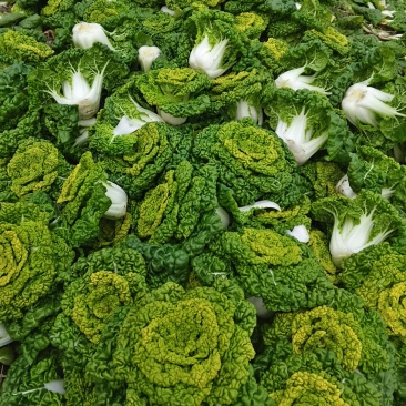 。精品花心菜，无花无台货快结束了，好货不等人。