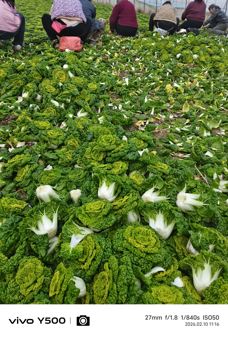 。精品花心菜，无花无台货快结束了，好货不等人。