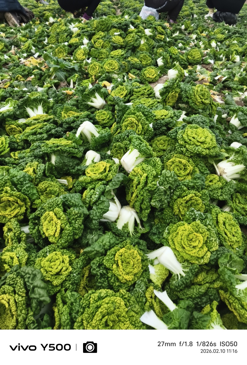 。精品花心菜，无花无台货快结束了，好货不等人。
