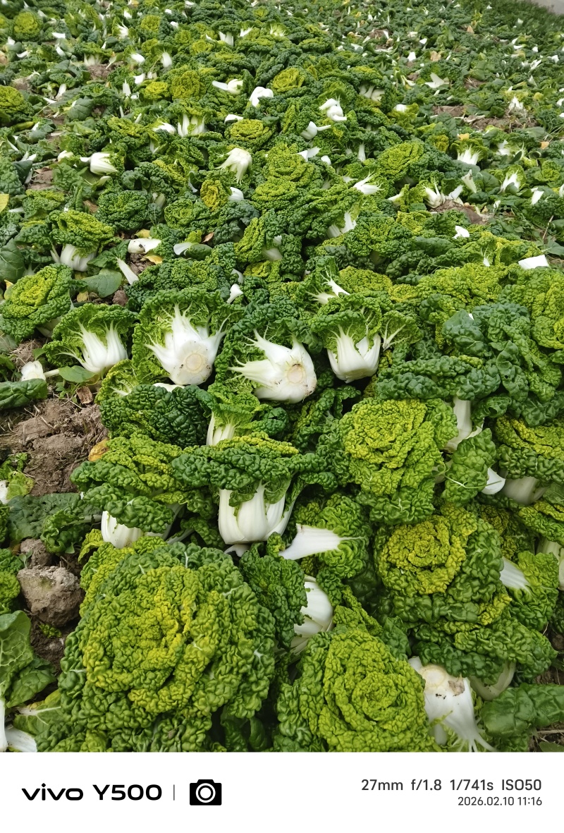 。精品花心菜，无花无台货快结束了，好货不等人。