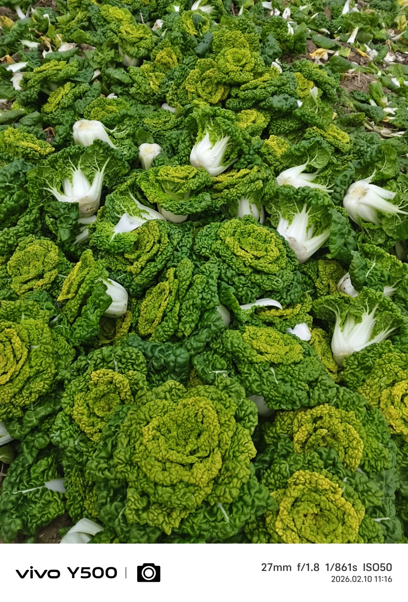 。精品花心菜，无花无台货快结束了，好货不等人。