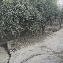 四季桂花树需要的请联系我！