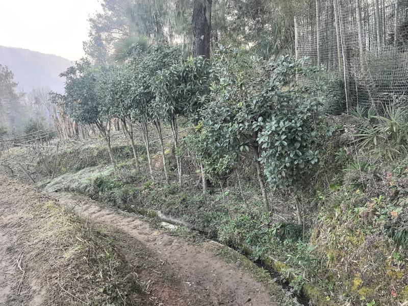 四季桂花树需要的请联系我！