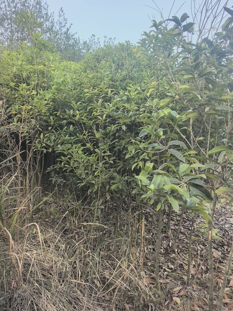 四季桂花树需要的请联系我！