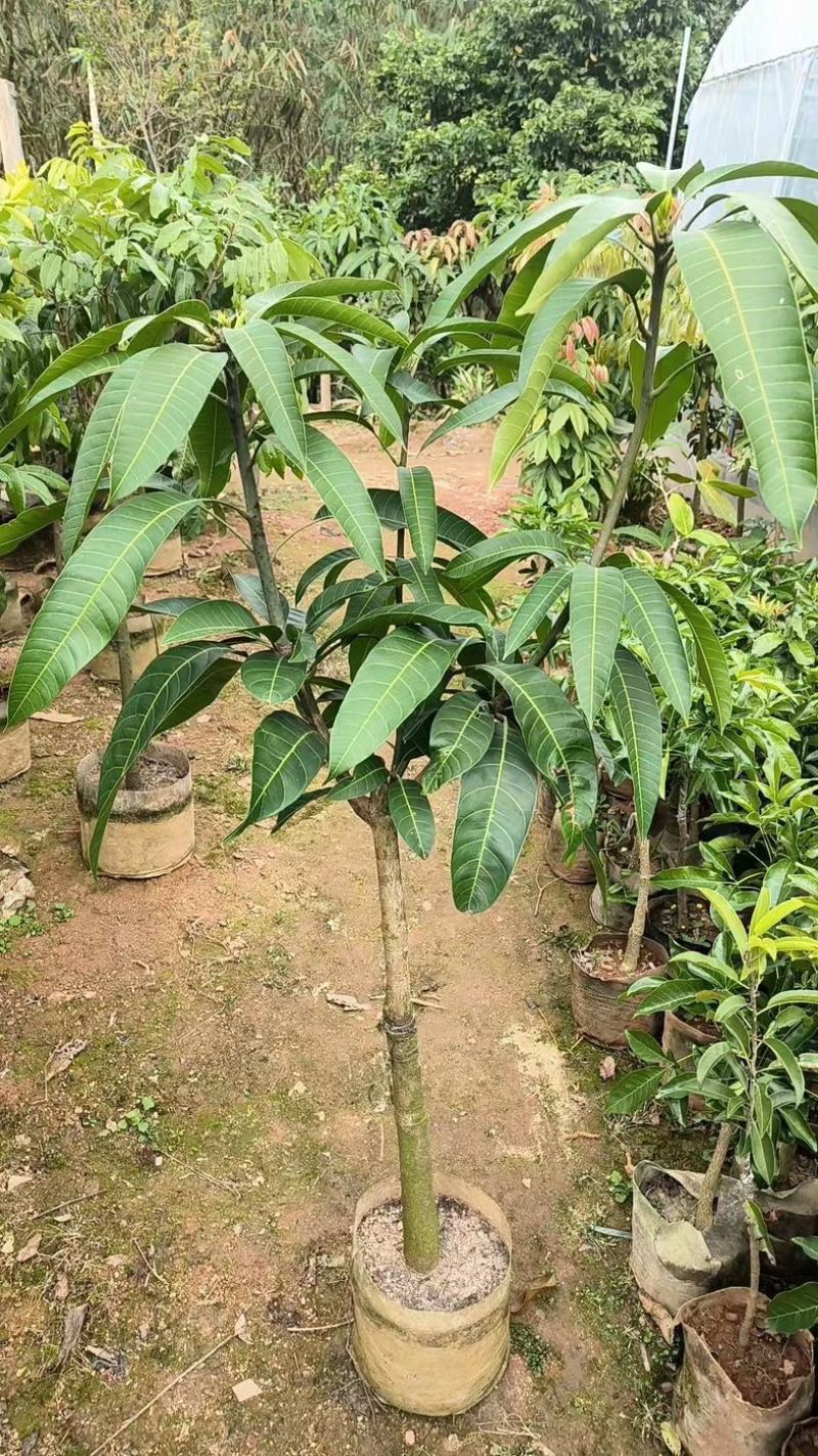 金煌芒果苗，嫁接苗，地苗杯苗都有，苗子大小规格都有
