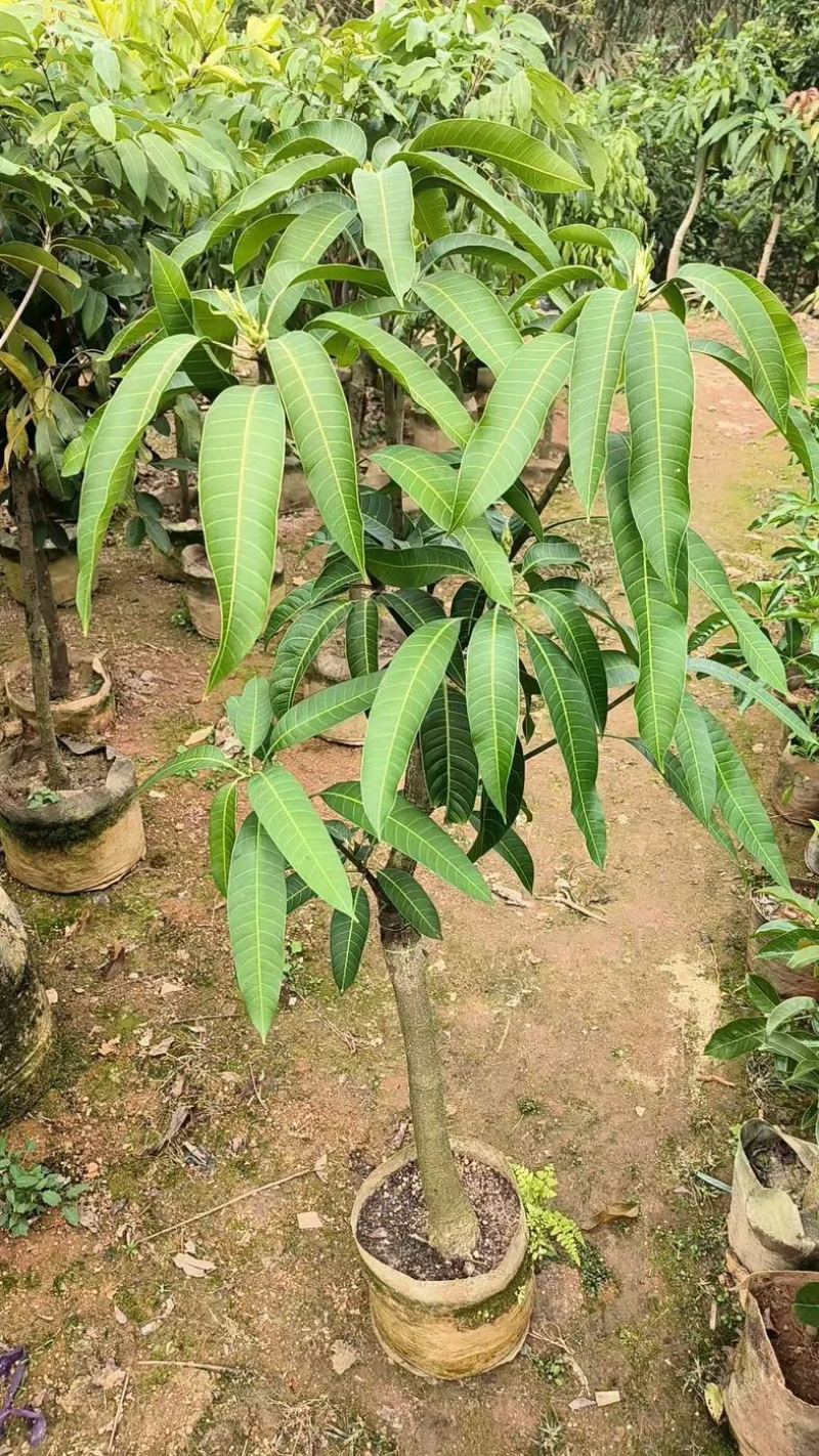 金煌芒果苗，嫁接苗，地苗杯苗都有，苗子大小规格都有