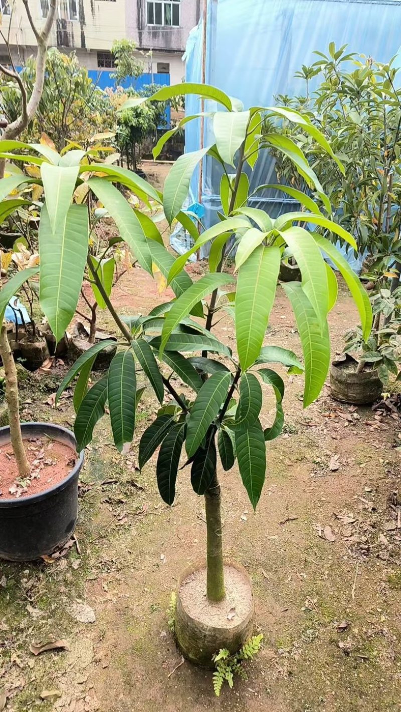 金煌芒果苗，嫁接苗，地苗杯苗都有，苗子大小规格都有