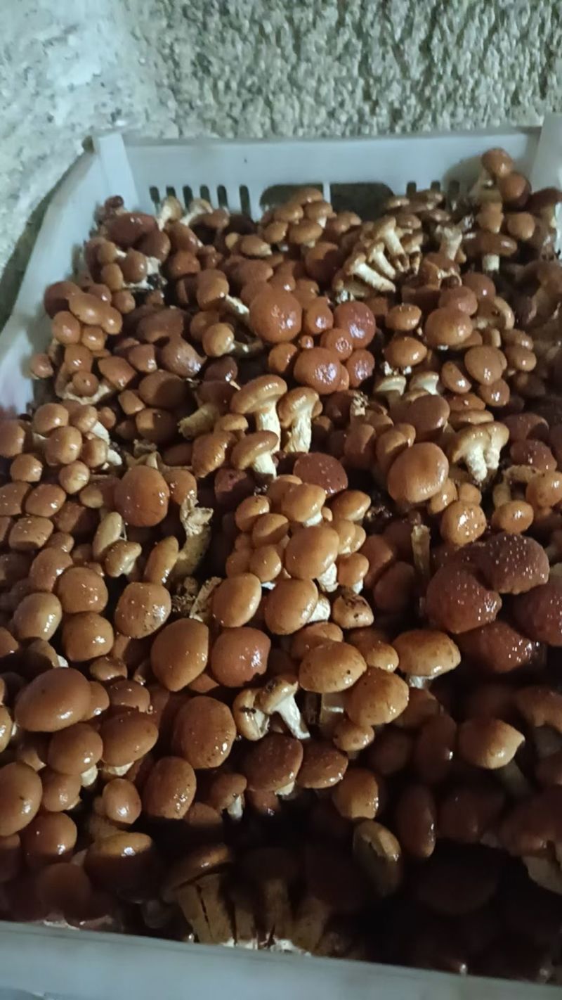 【产地直销】新鲜滑子菇，现采现发炒拌汤味道鲜美