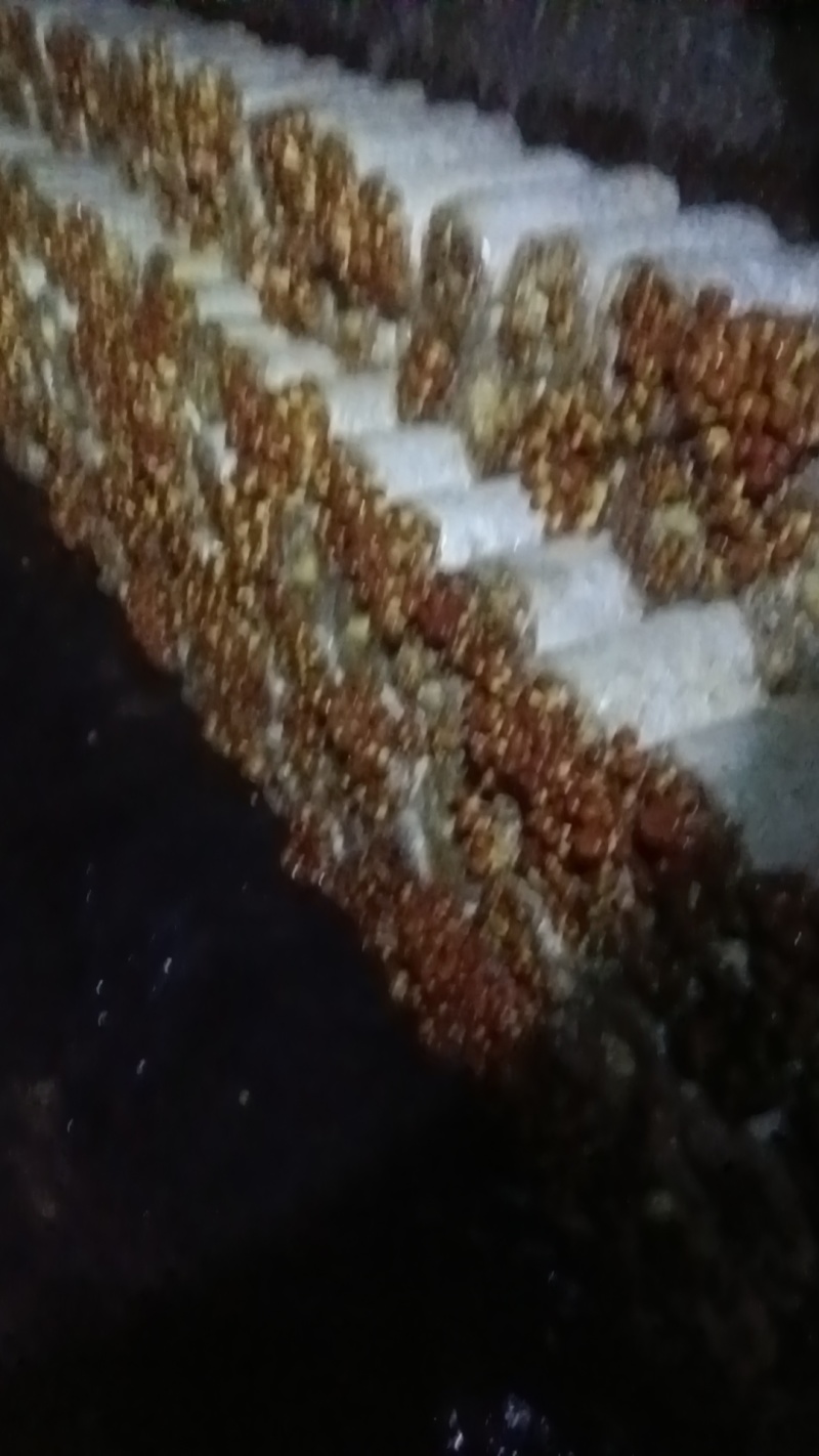 【产地直销】新鲜滑子菇，现采现发炒拌汤味道鲜美
