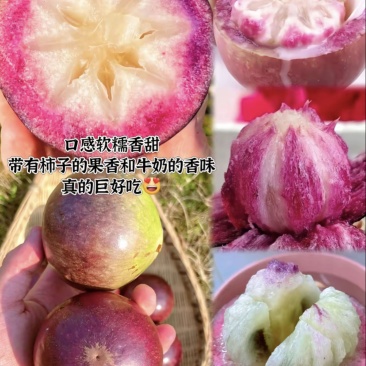 牛奶果苗，嫁接苗，直生苗都有，带营养杯