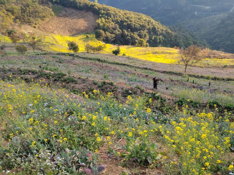 农场，云海仙境，可以养殖种植，做观光旅游