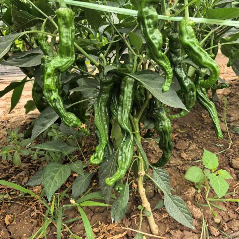 皱皮辣椒苗小皱皮椒苗抗病高产现挖现发
