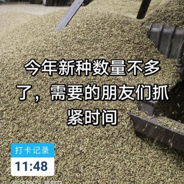 2025年新金铁锁独丁种籽