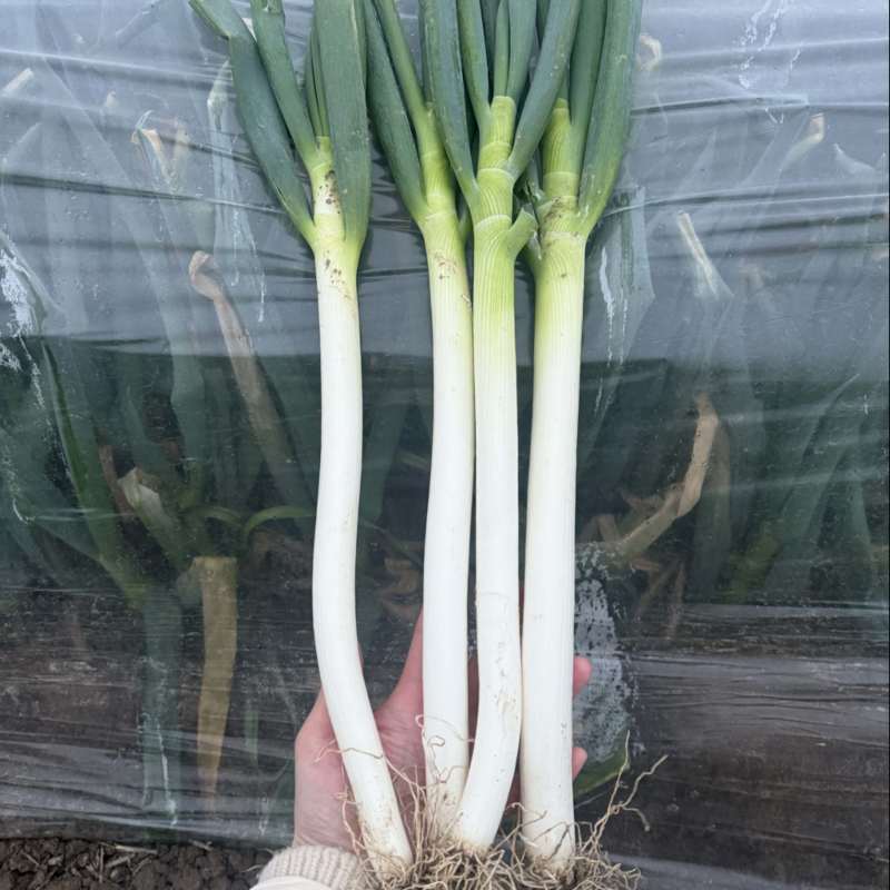 自家种植优质大葱！