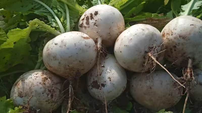 自产直销蔬菜