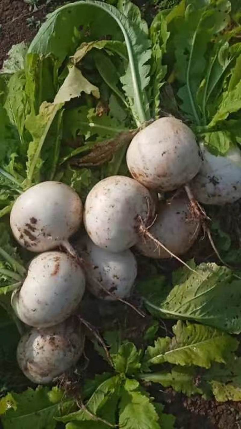 自产直销蔬菜