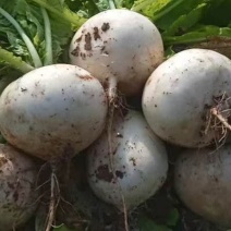 自产直销蔬菜