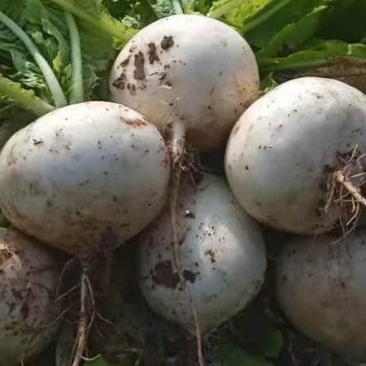 自产直销蔬菜