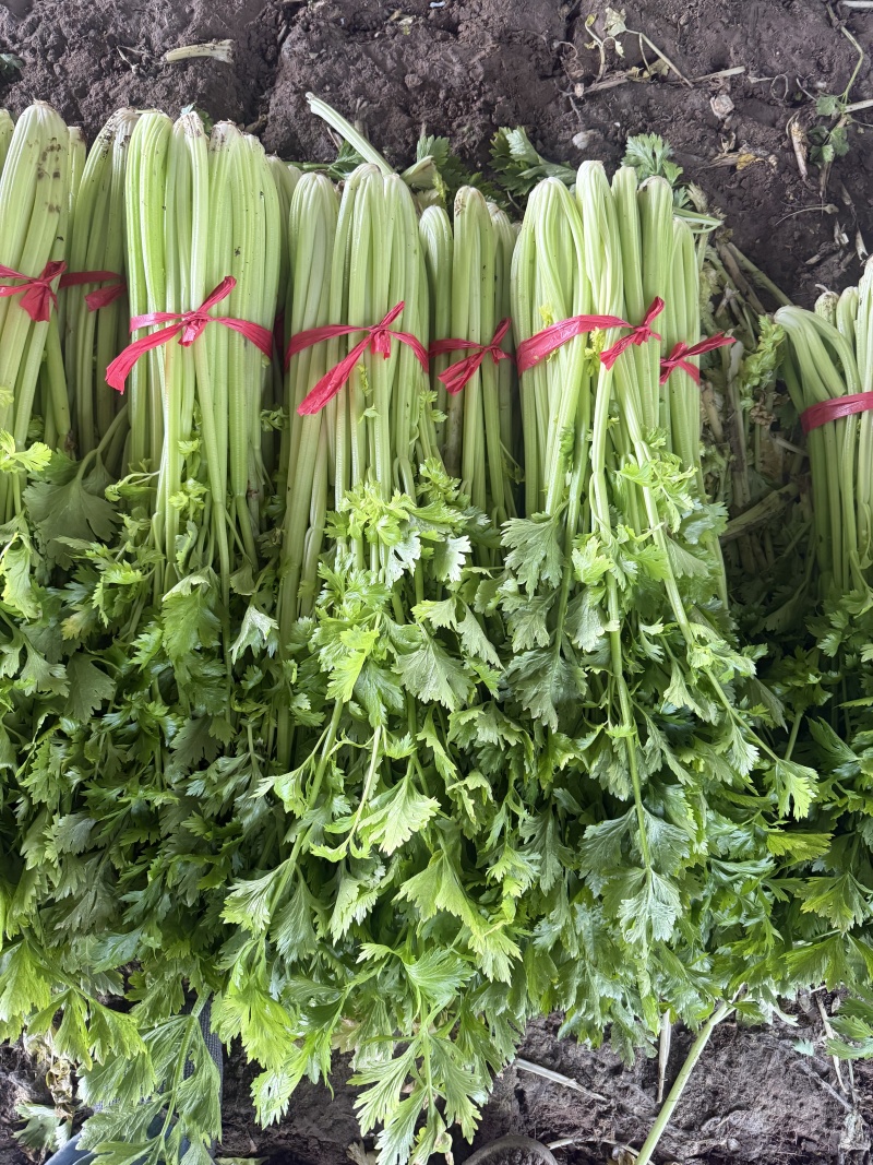 芹菜热卖中，年前最后一批，价格好商量
