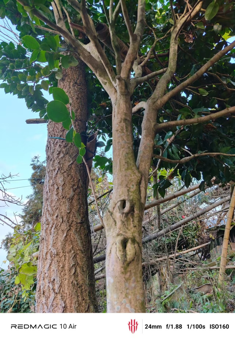 山茶花树#树龄#十几年#二十几年大量有货欢迎咨询