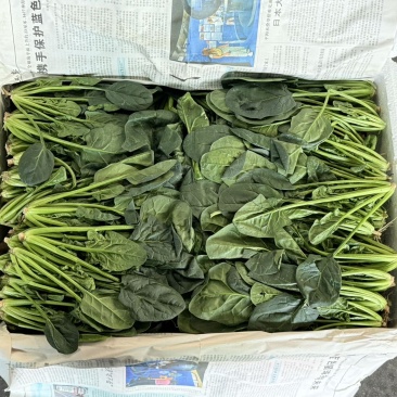 新鲜云南产地菠菜一箱20斤