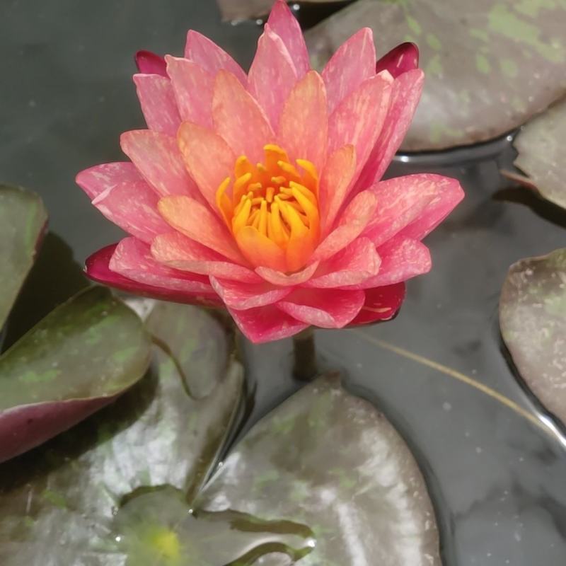 万维沙睡莲
