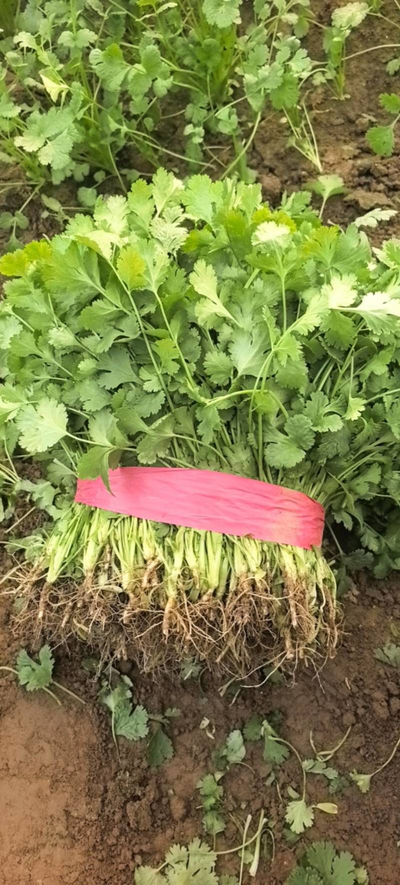大叶香菜