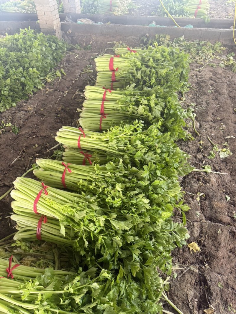芹菜年前最后一批，价格好商量